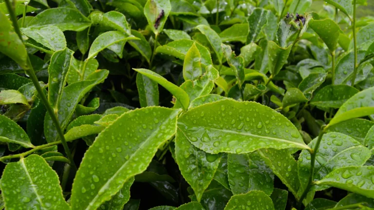 Green Tea Benefits: 12 Ways It Supports Weight Loss